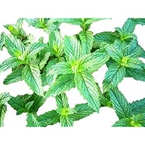 Amazon.co.jp: 植物種子 スペアミント 種 120粒 : DIY・工具